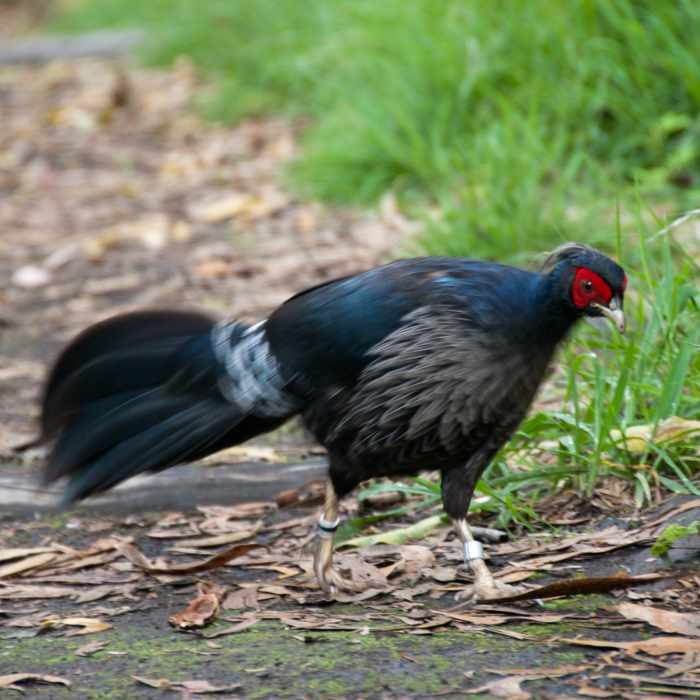 Near Kipukapuaulu Trail