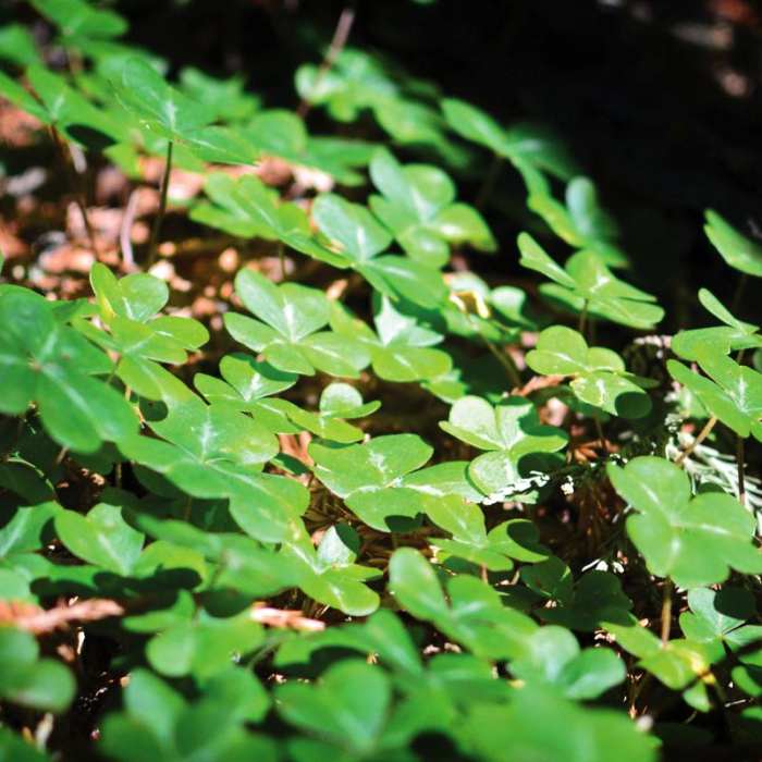 Near Purisima Creek Trail