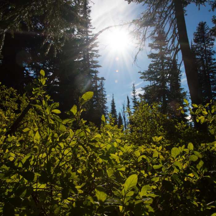 Near Jewel Basin Loop