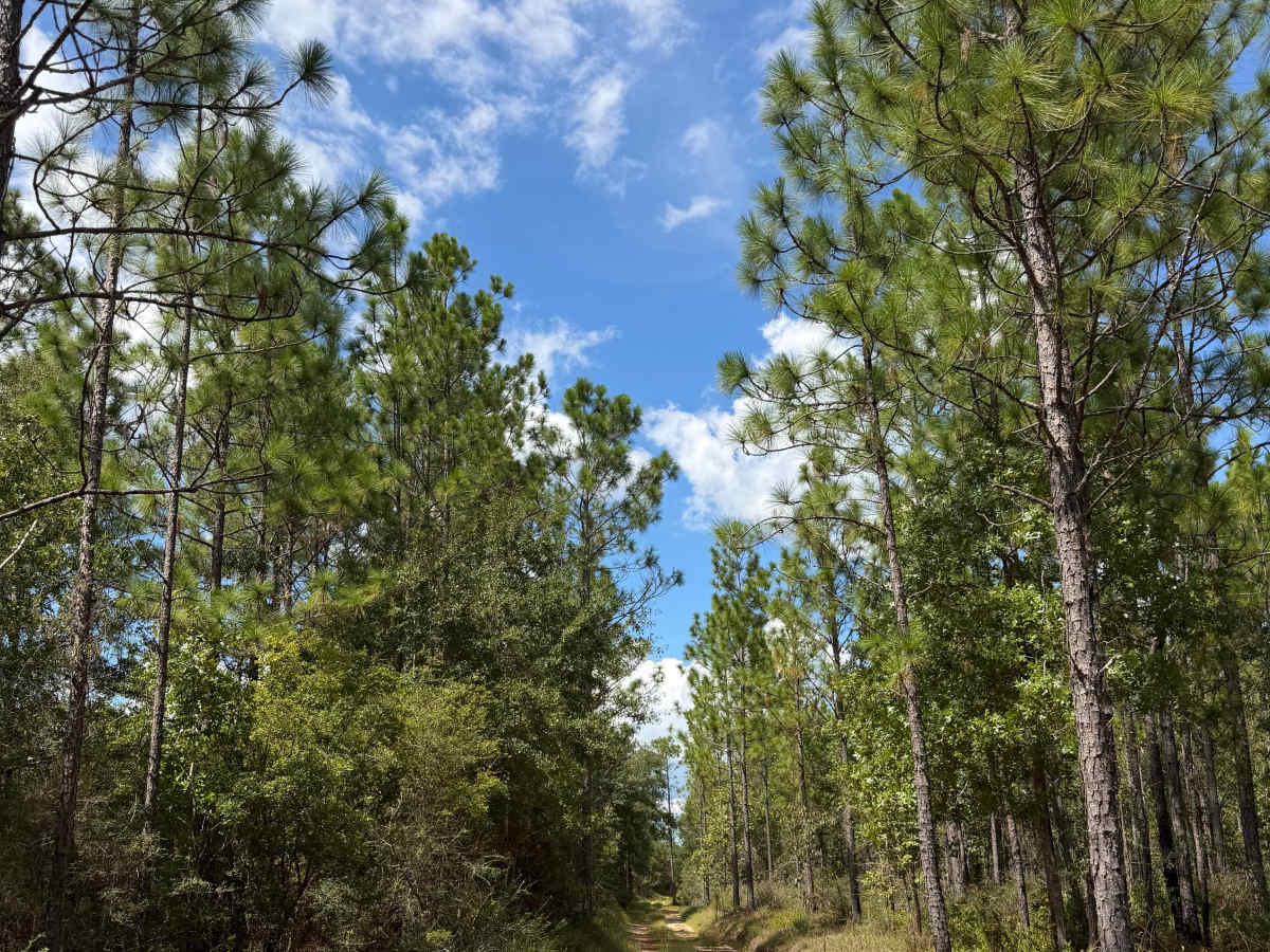 Blackwater River R79 photo 4