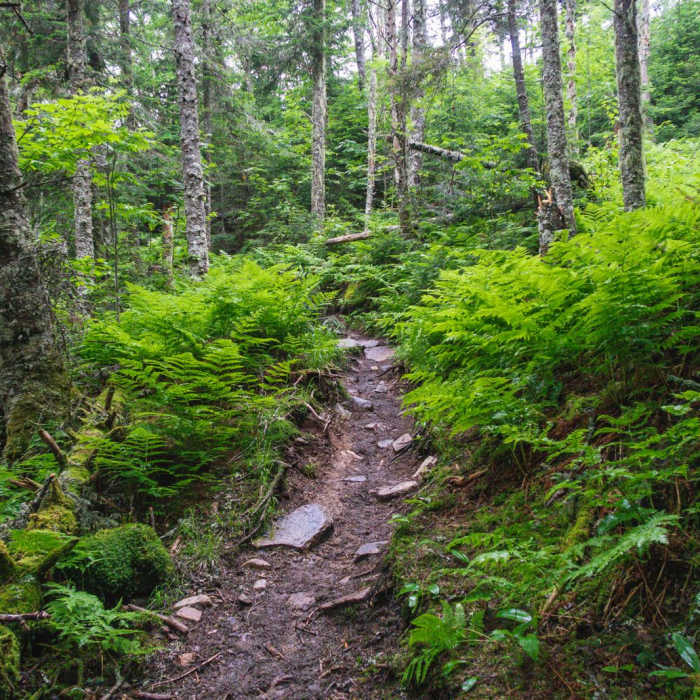 Near Mount Starr King + Mount Waumbek Near Mount Starr King + Mount Waumbek