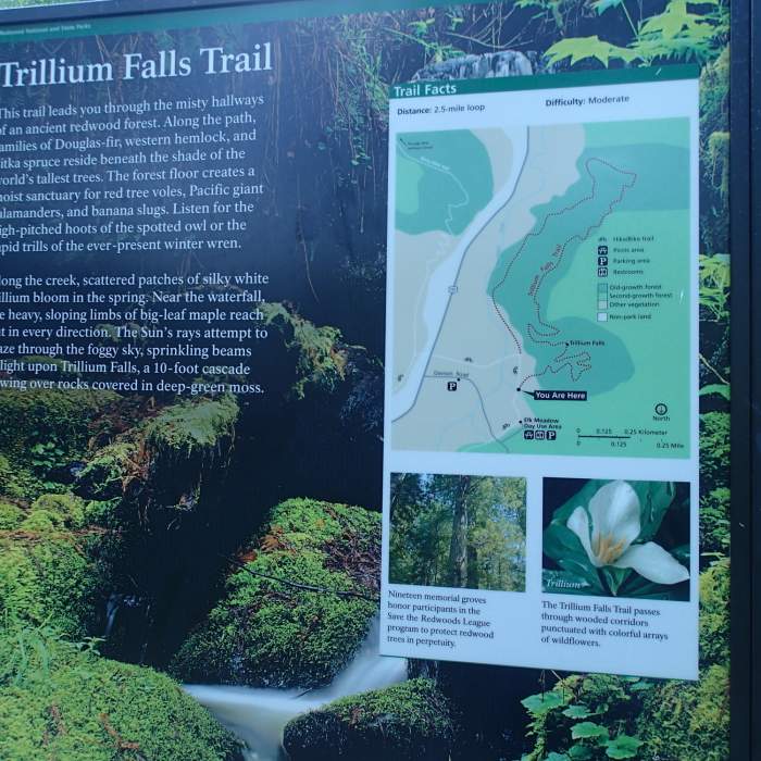 Near Trillium Falls Loop Trail