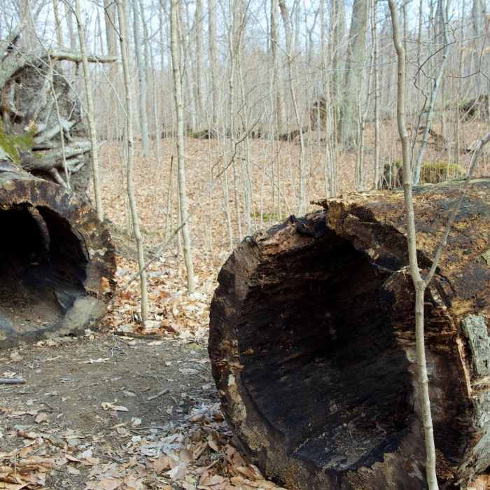 A fallen tree with a perfect hollow core. Near Warren Woods