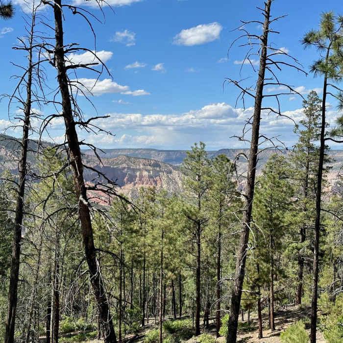 Near Continental Divide Trail: New Mexico Section 26