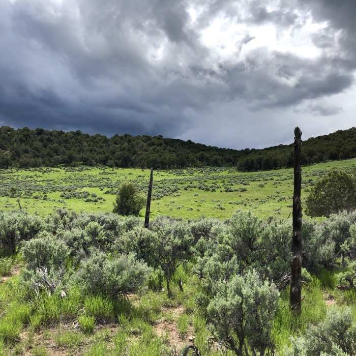Meadow along the trail. Near Sutey Ranch North Loop Access Trail