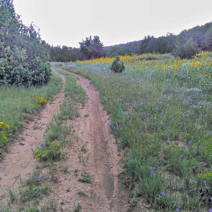 Near Lone Pine Trail #05628