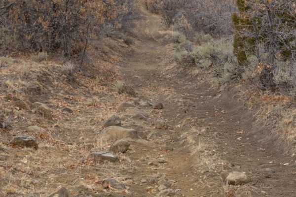 Catamount Trail