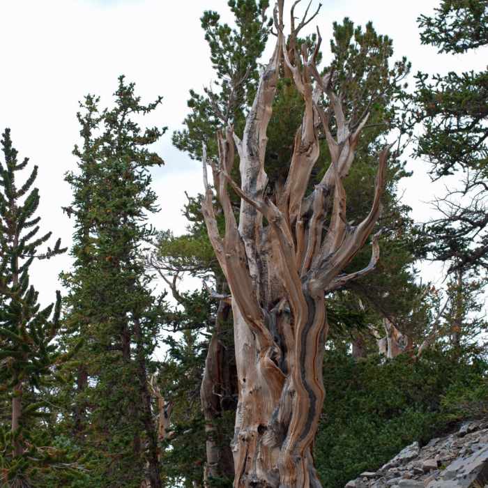 Near Bristlecone Pine Trail