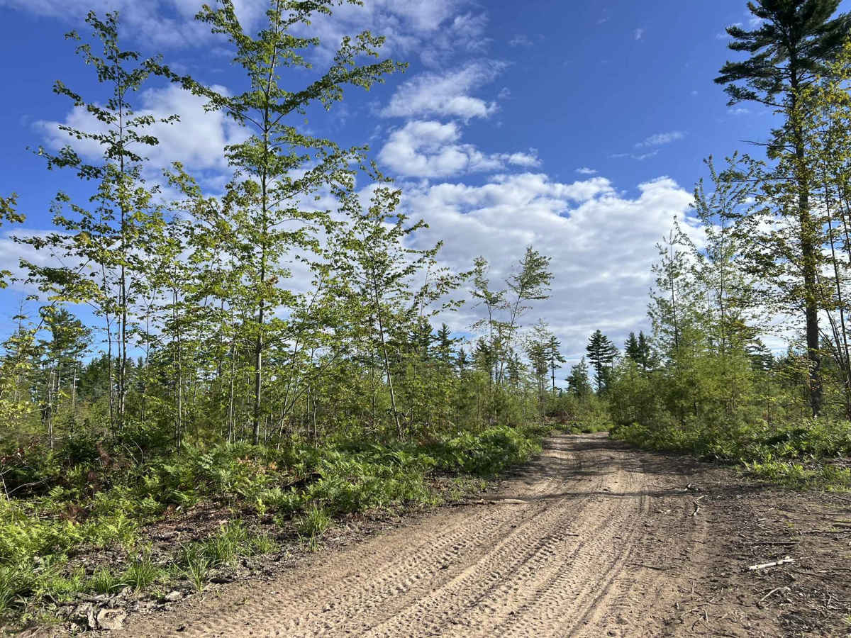 Route FIR - Forest Road 13042 photo 5