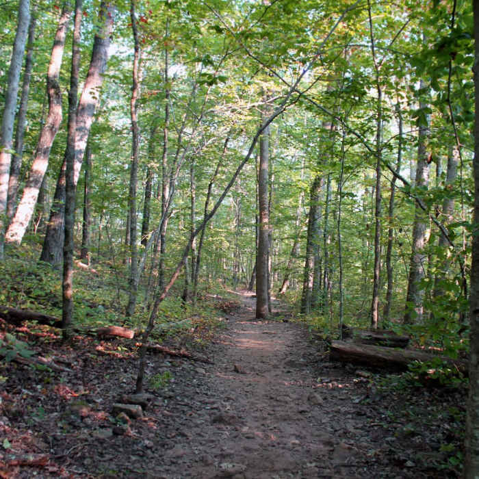 Near Whitaker Point Trail + Hawksbill Crag Near Whitaker Point Trail + Hawksbill Crag