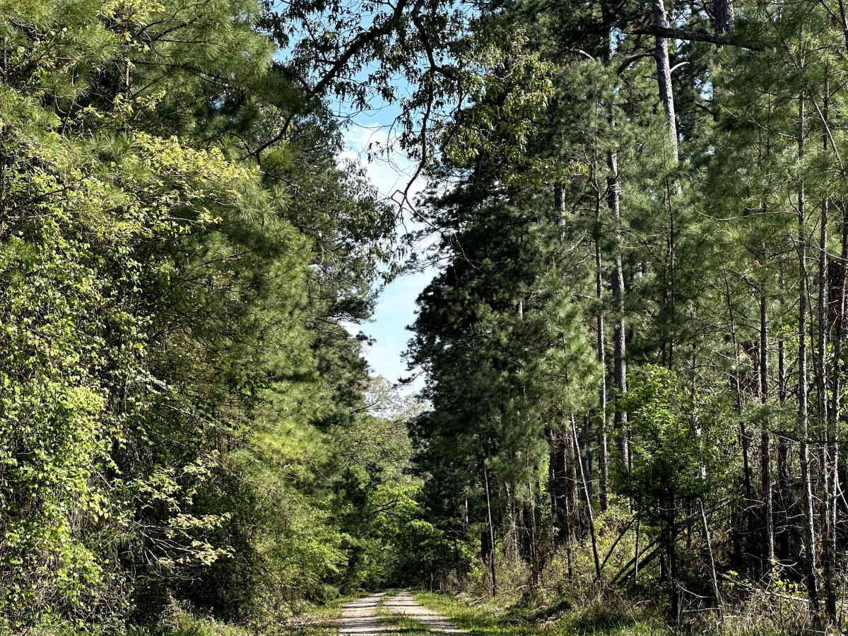 Davis - FS 507 trail photo