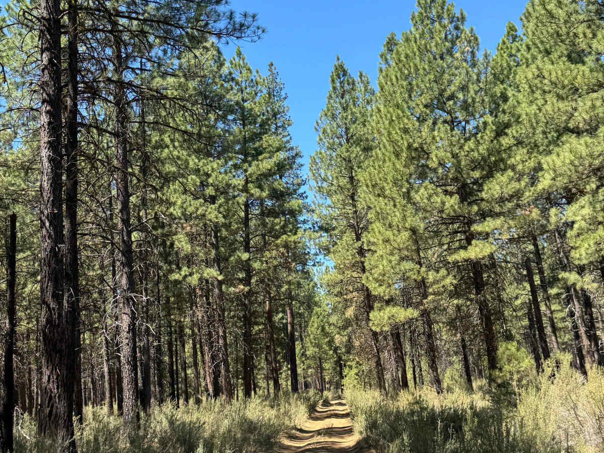 Jefferson Lake Trail photo 3
