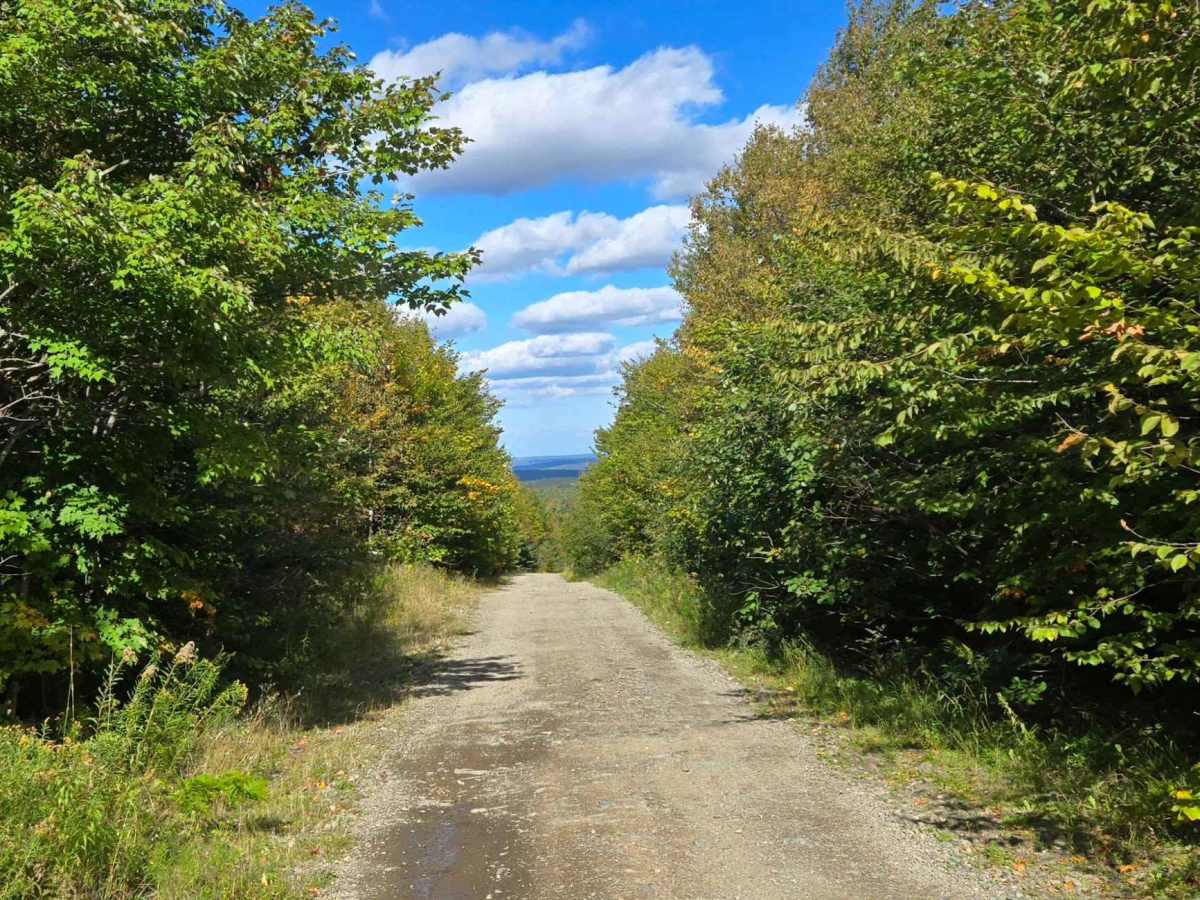 Old Albert Mines Road trail photo