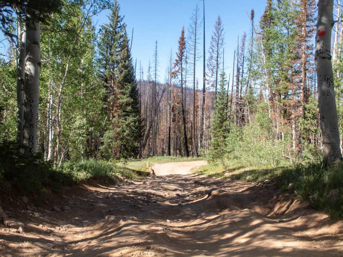 Soapstone - FR70304 photo 4