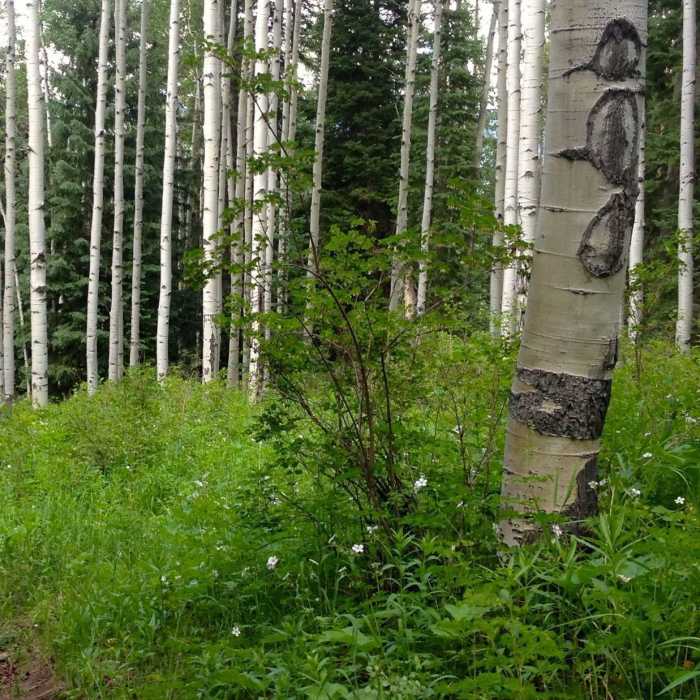 Near Paulie's Plunge