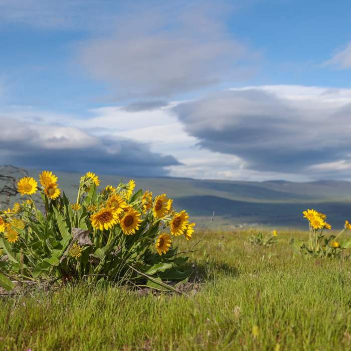 Near Chenoweith Tableland Loop