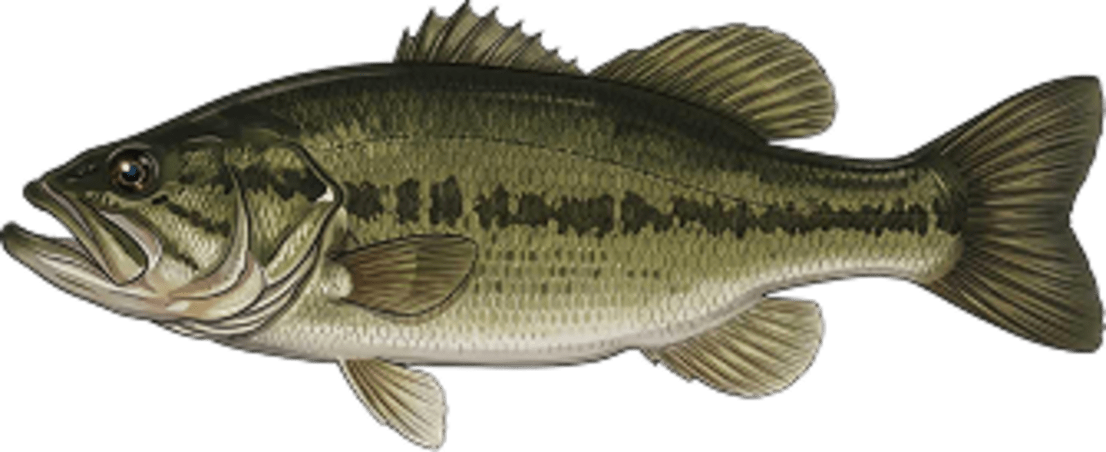 Largemouth bass