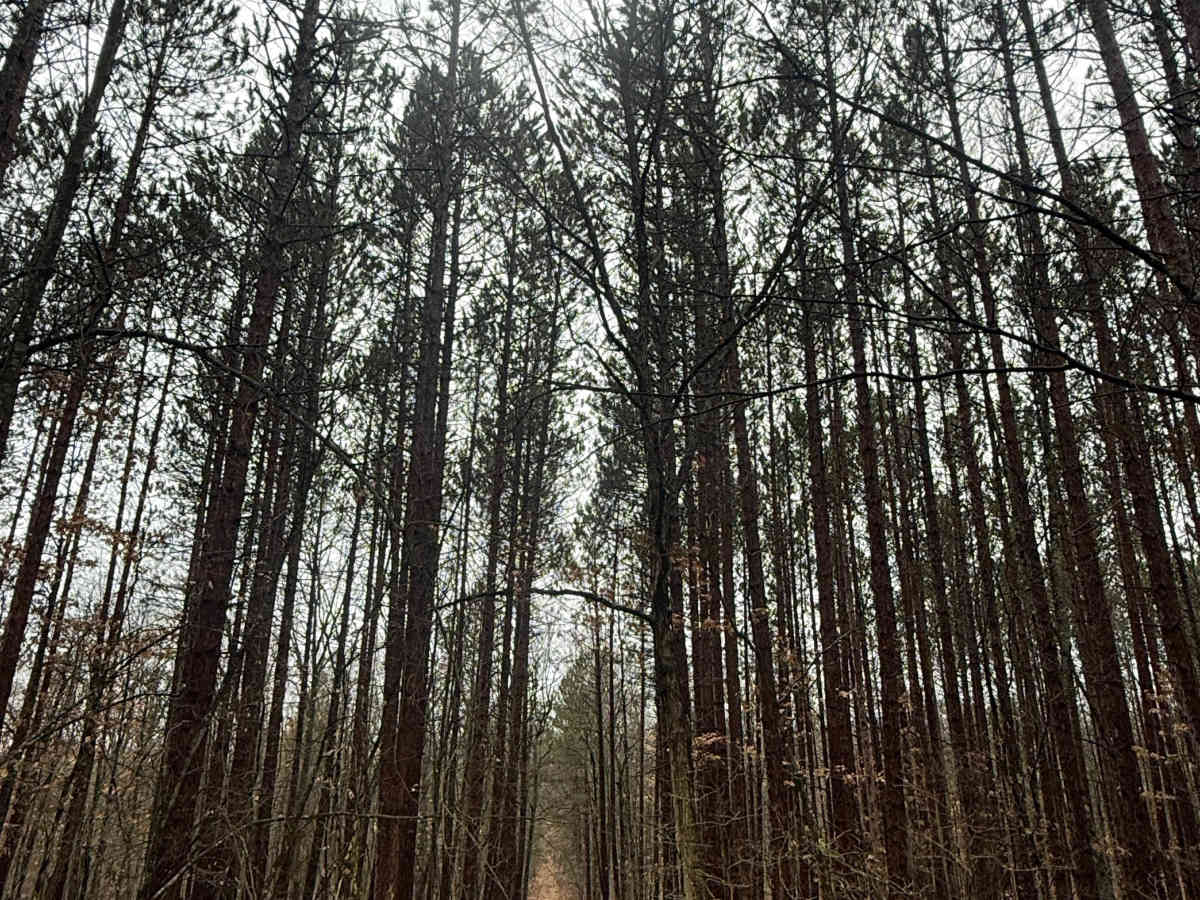 FS 8340 trail photo