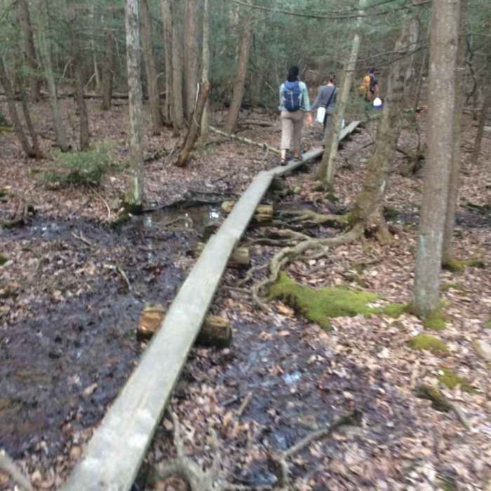 Near High Peters Kill Trail