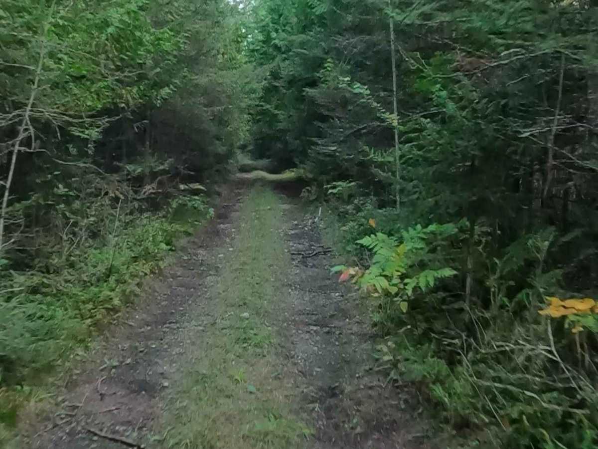Old Castle Rock Trail - FS 3163  photo 3
