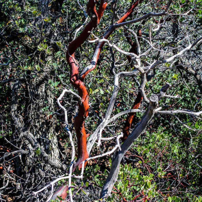 Near Rogers Canyon Trail