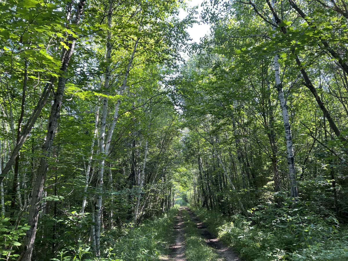 Wolf River Trail Forest County ATV/ SxS Access Trail photo 3