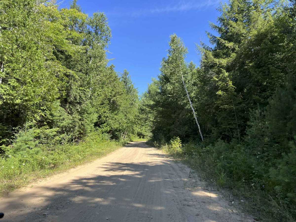 Fir - Forest Road 14570 photo 5