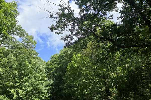 Mountain Fork Road
