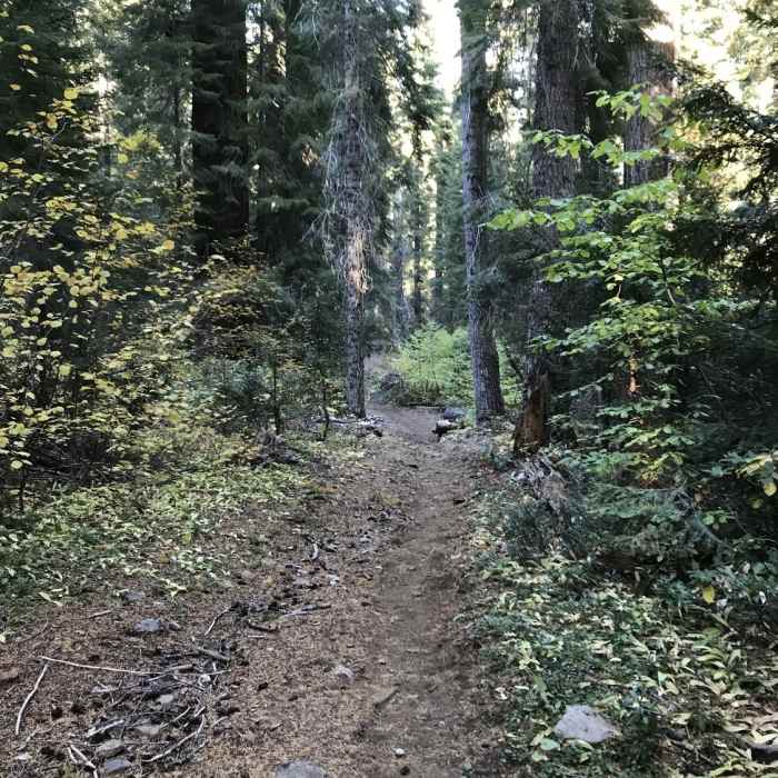 Fall on Canyon Creek Trail in Marble Mountain Wilderness. Near Red Rock Trail #5538