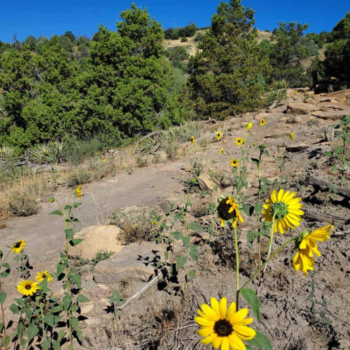 Near Smelter Mountain Trail