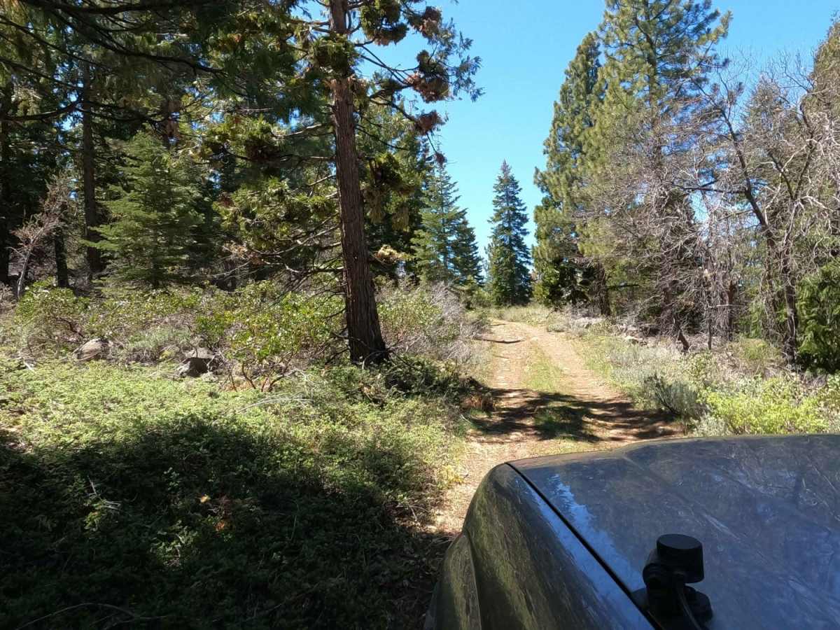 Sugarpine - NF22N55 photo 6