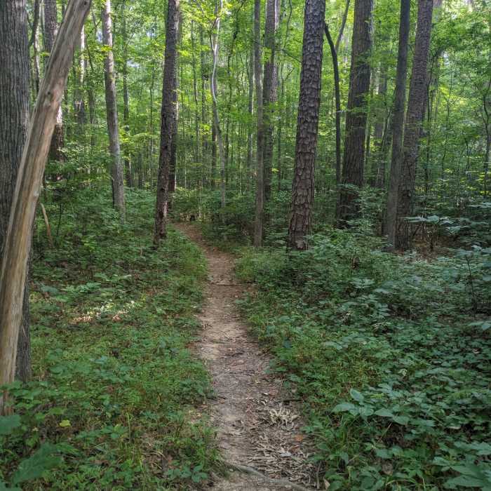 Near New Hope Creek Bottomlands Trail