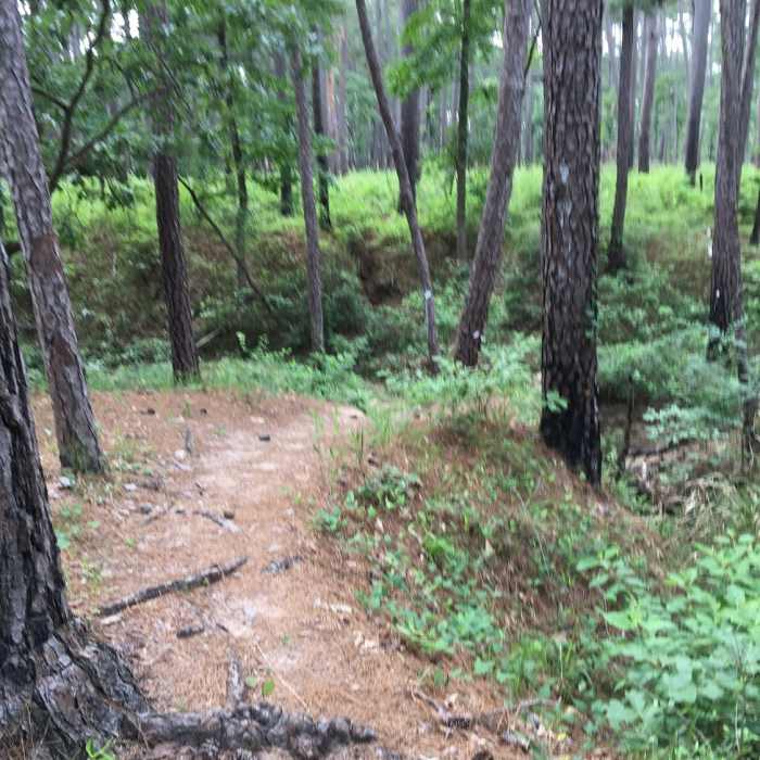 Very well taken care of trail. Near Sam Houston North Wilderness Loop