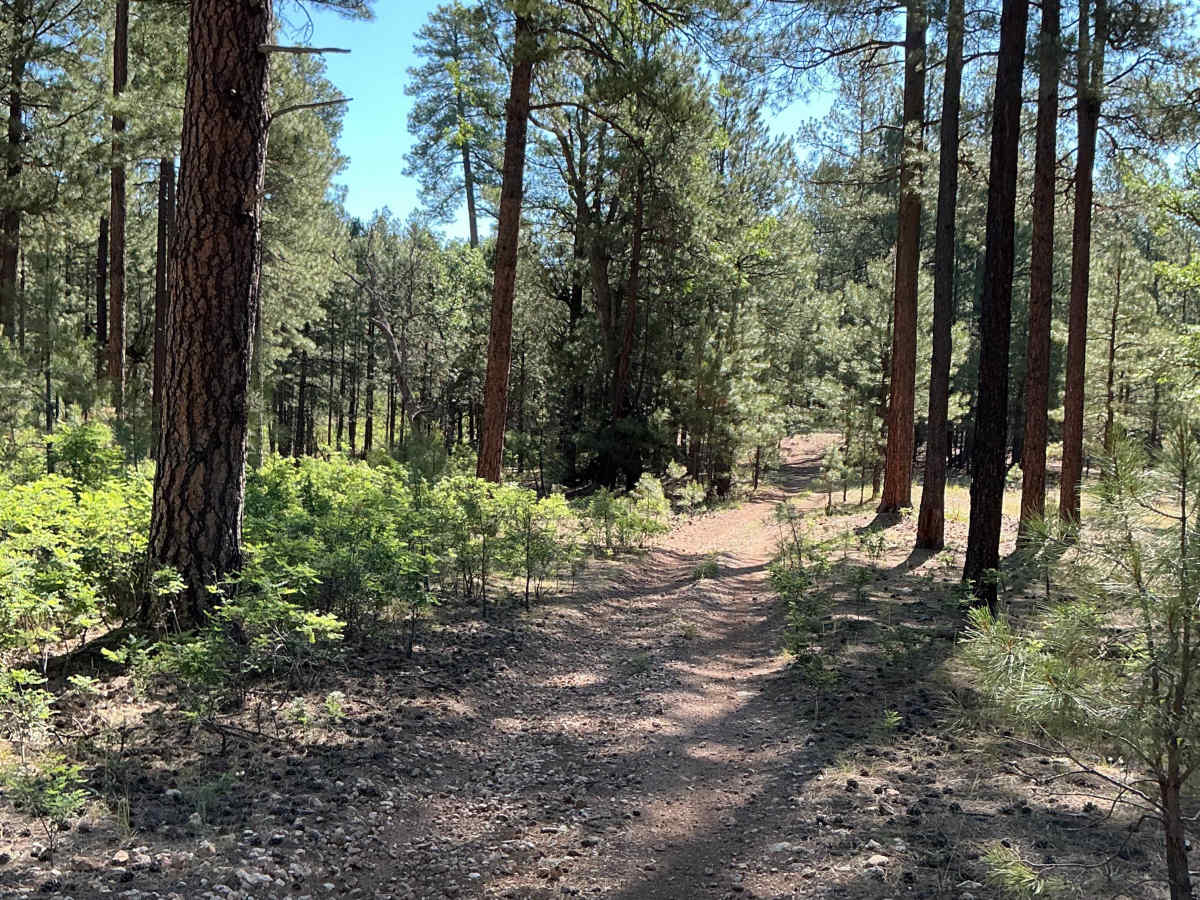 FS 6372 trail photo