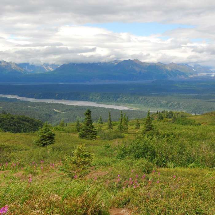 Near Northern K'esugi Ridge via Little Coal Creek Trailhead Near Northern K'esugi Ridge via Little Coal Creek Trailhead