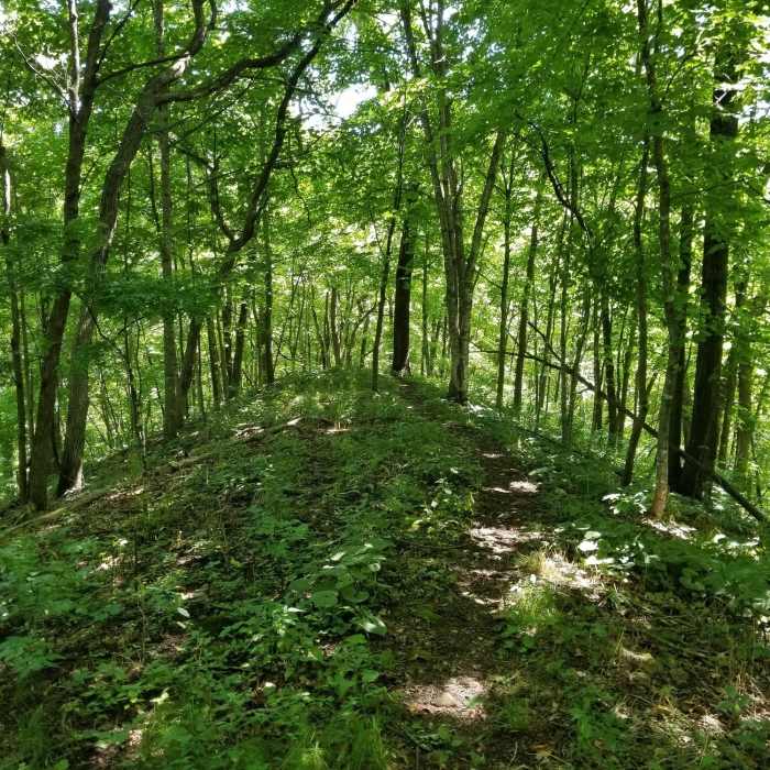 Trail headed down the hill Near Switch Back Trail