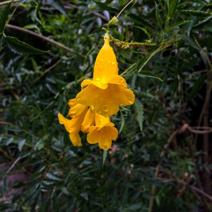 Flowers along the trail. Near Lower Burro Mesa Pour-Off Trail