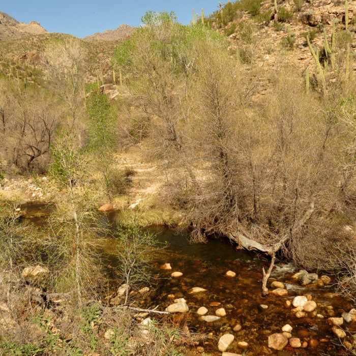 Near Bear Canyon Loop