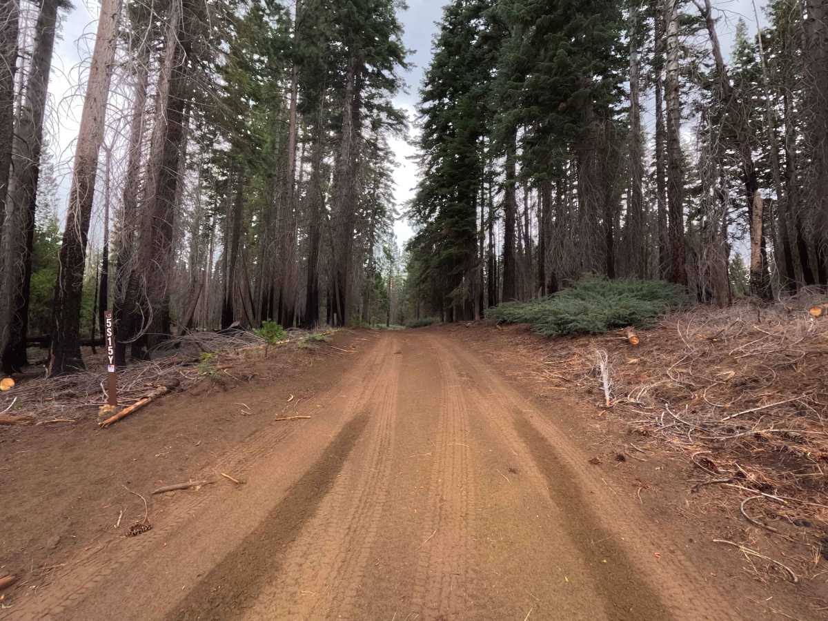Thin Meadow - FS 5S015Y trail photo
