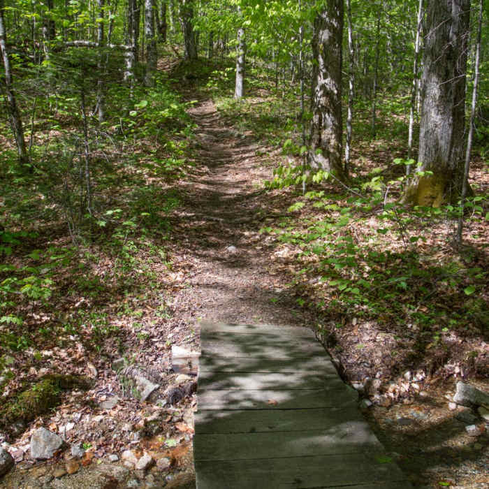Near Mount Hale via Hale Brook Trail Near Mount Hale via Hale Brook Trail