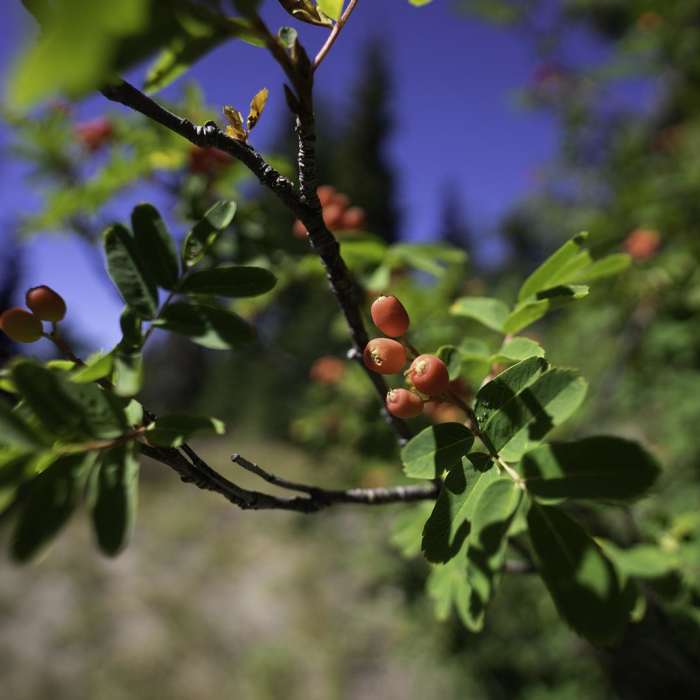 Near Timberline Lodge to Zig Zag Canyon Near Timberline Lodge to Zig Zag Canyon