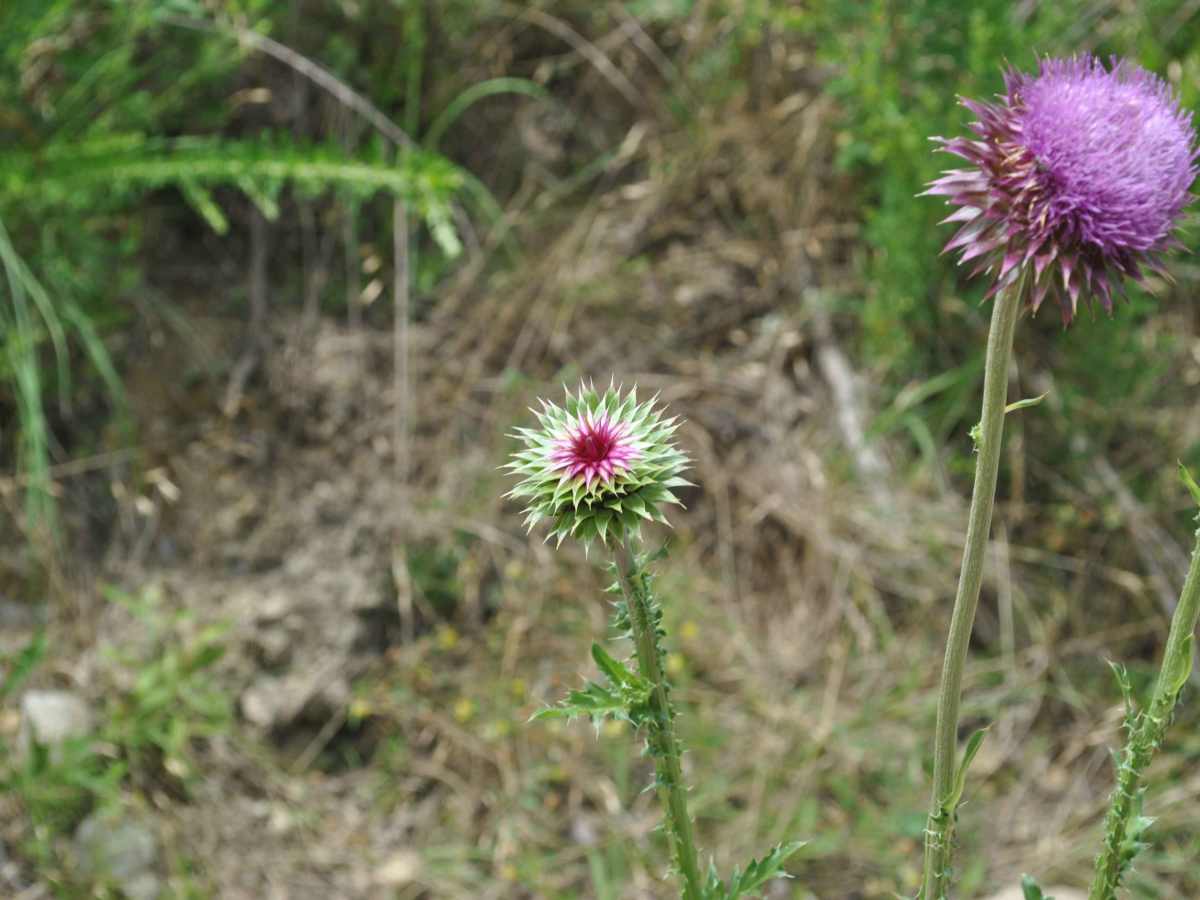 23B photo 5