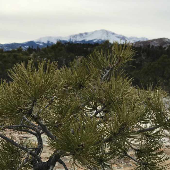 Near Ute Valley Loop