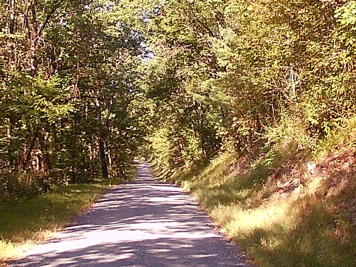 Timber Road photo 3