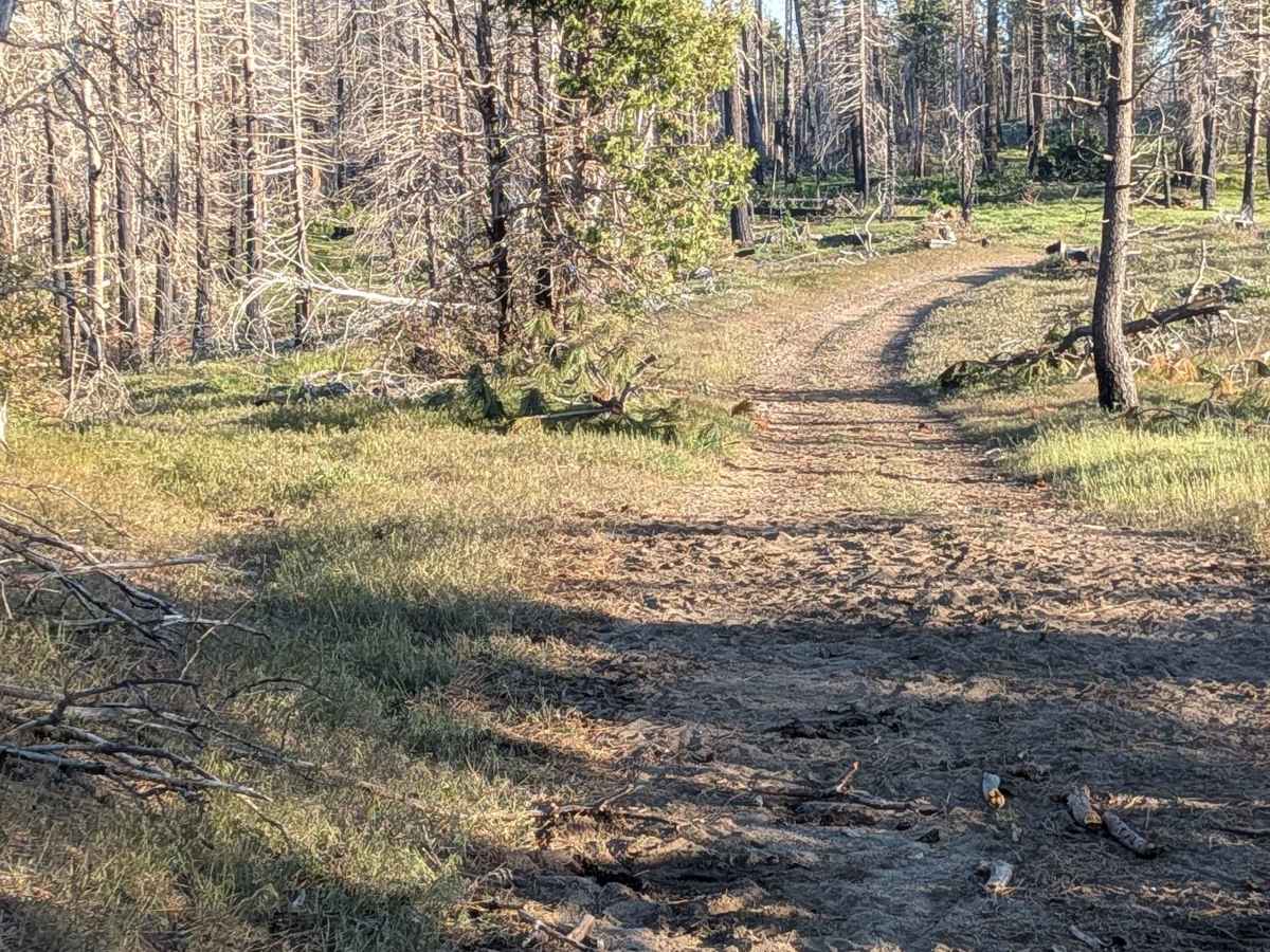 Poso Creek East - FS 26S29 trail photo