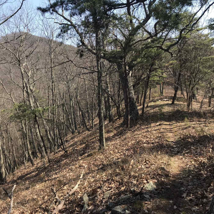 Looking east towards Shenandoah Mountain as the trail climbs. Near Sugar Run Trail #1025 (aka Deathstar)