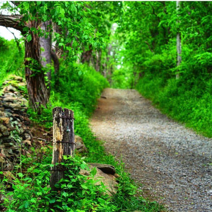 Near South Ridge Trail