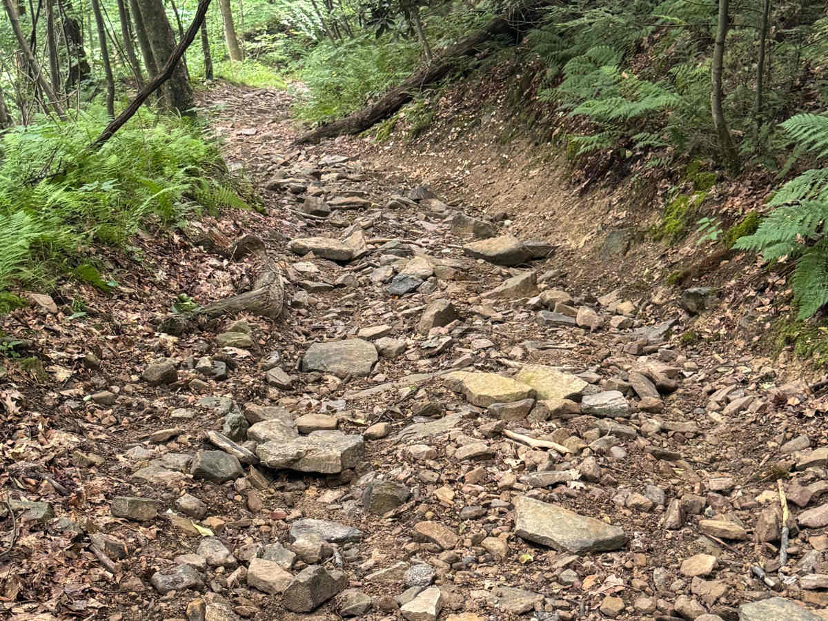Trail 79 photo 6