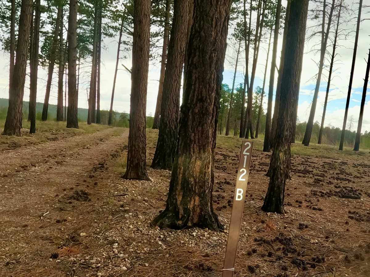 FS 228B trail photo