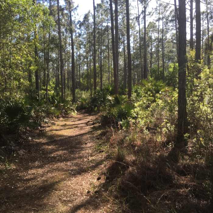 Its named pine needles path for a reason Near Full Preserve Loop